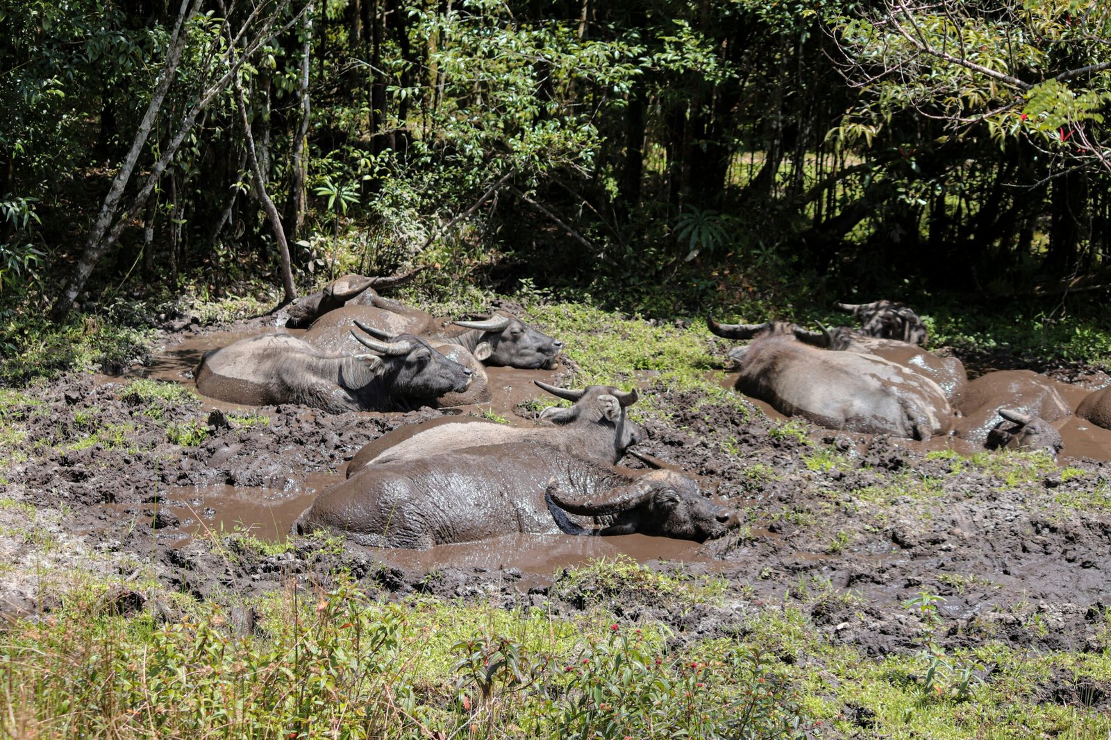 a herd of water buffalo laying in a muddy field